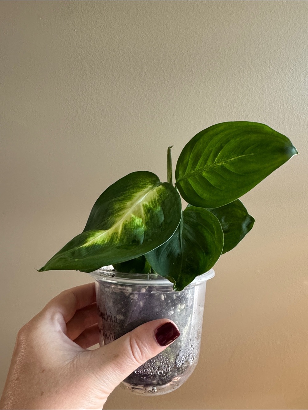 Dieffenbachia AKA Dumb Cane.